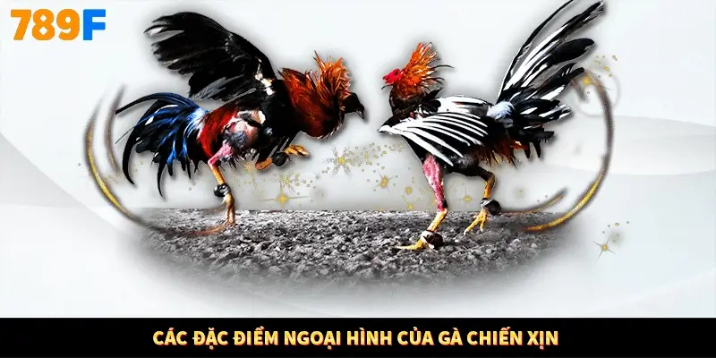 Các đặc điểm ngoại hình của gà chiến xịn Các đặc điểm ngoại hình của gà chiến xịn