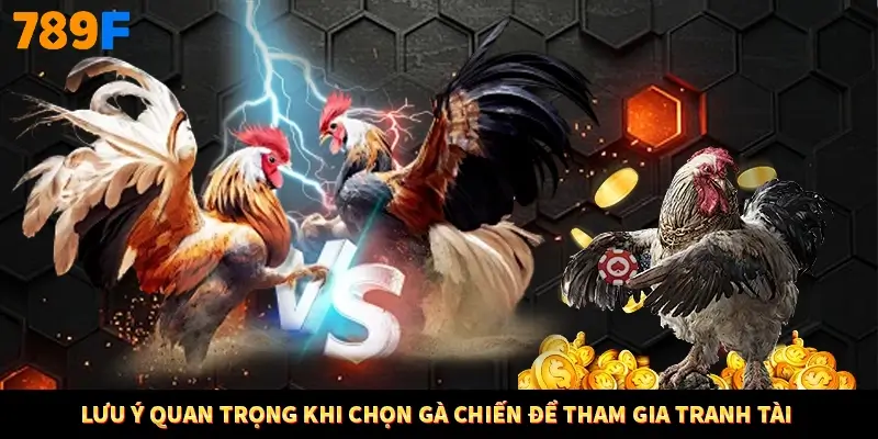 Lưu ý quan trọng khi chọn gà chiến để tham gia tranh tài Lưu ý quan trọng khi chọn gà chiến để tham gia tranh tài