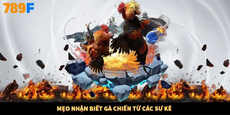 Mẹo nhận biết gà chiến từ các sư kê Mẹo nhận biết gà chiến từ các sư kê
